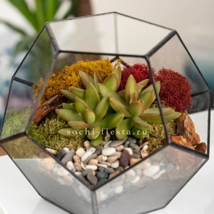 Флорариум “Додекаэдр” с суккулентом Седум в Невинномысске