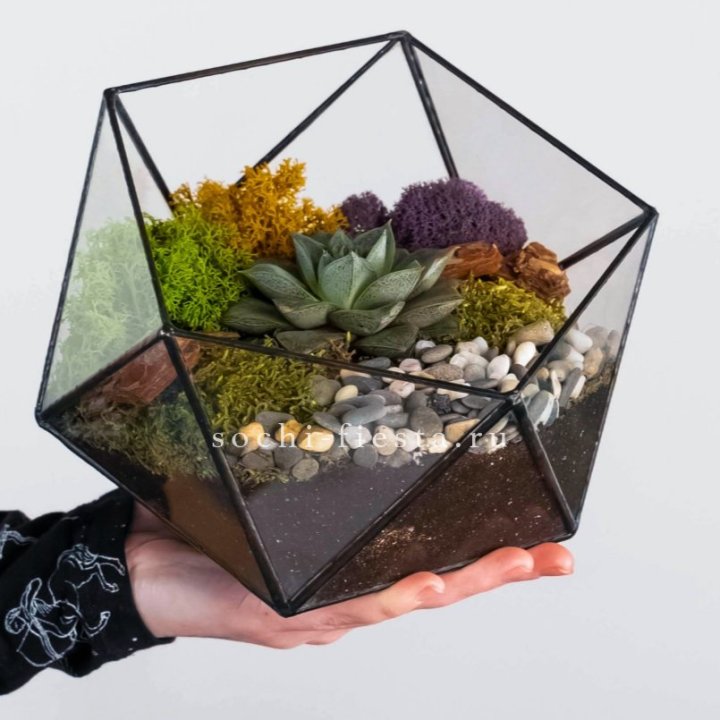Флорариум “Икосаэдр” с суккулентом Каменная Роза в Невинномысске