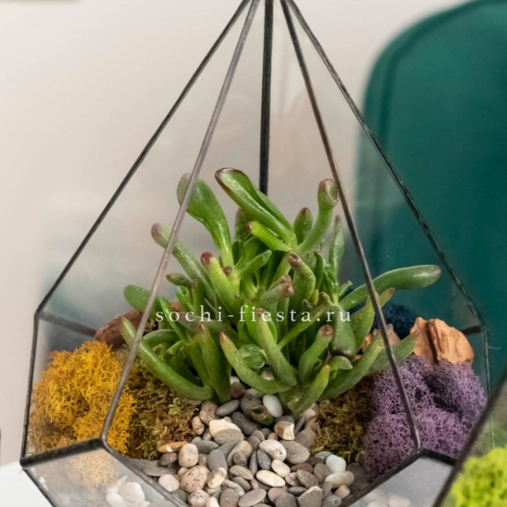 Флорариум “Капля” с суккулентом Крассула Хоббит в Невинномысске