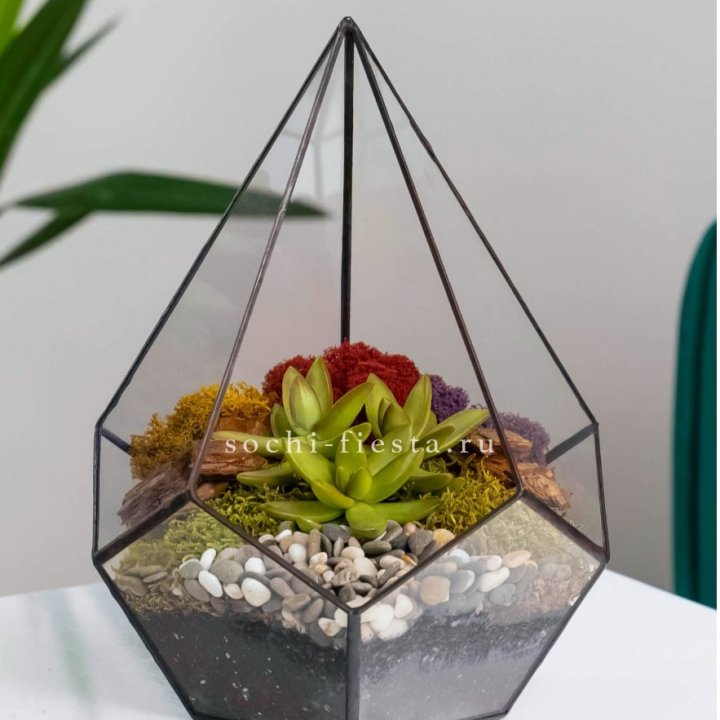 Флорариум Капля с суккулентом в Невинномысске