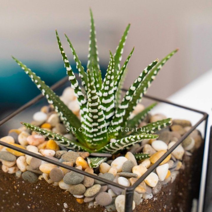 Флорариум Кубик с суккулентом Хавортия в Невинномысске