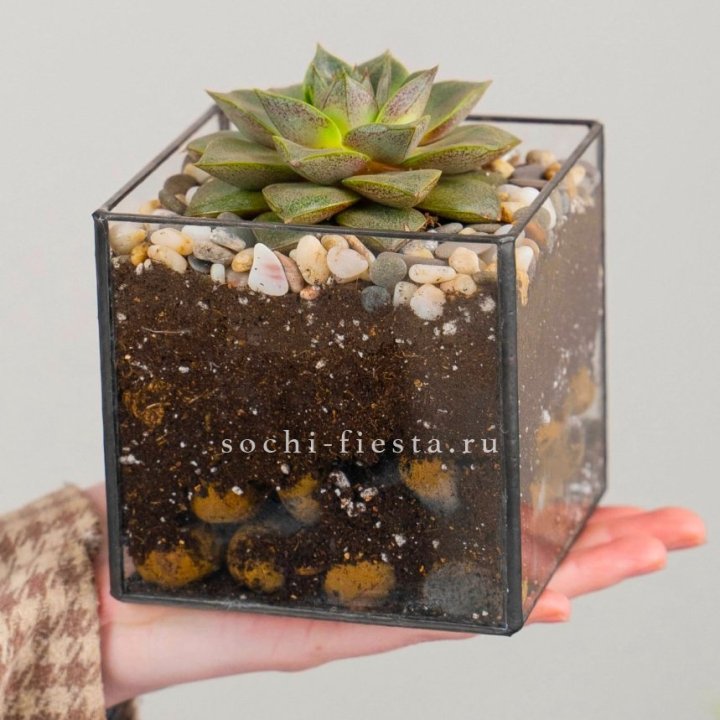 Флорариум Кубик с суккулентом Каменная роза в Невинномысске
