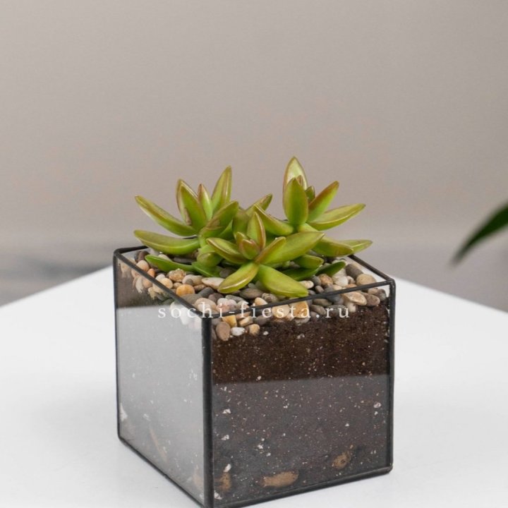 Флорариум Кубик с суккулентом Седум в Невинномысске