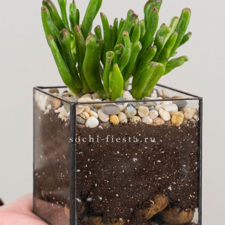 Флорариум Кубик с суккулентом Хоббит в Невинномысске