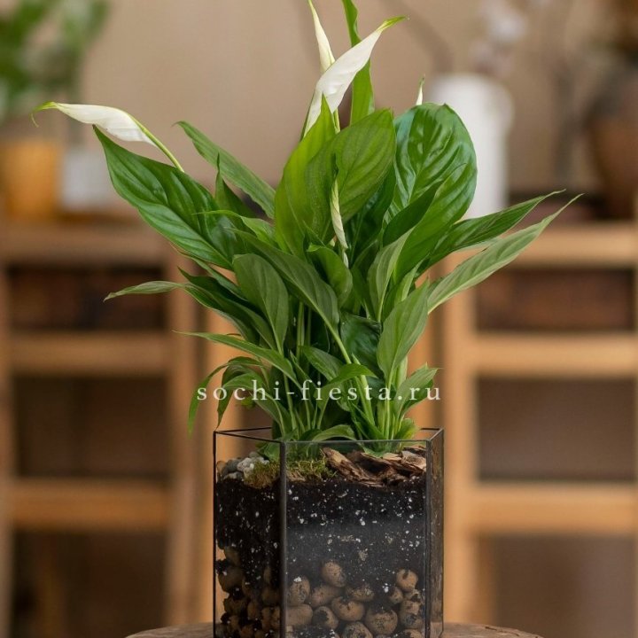 Спатифиллум в кашпо Пятиугольник в Невинномысске