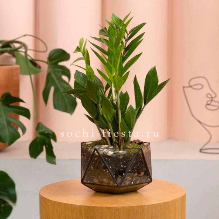 Замиокулькас в кашпо Икосаедр в Невинномысске