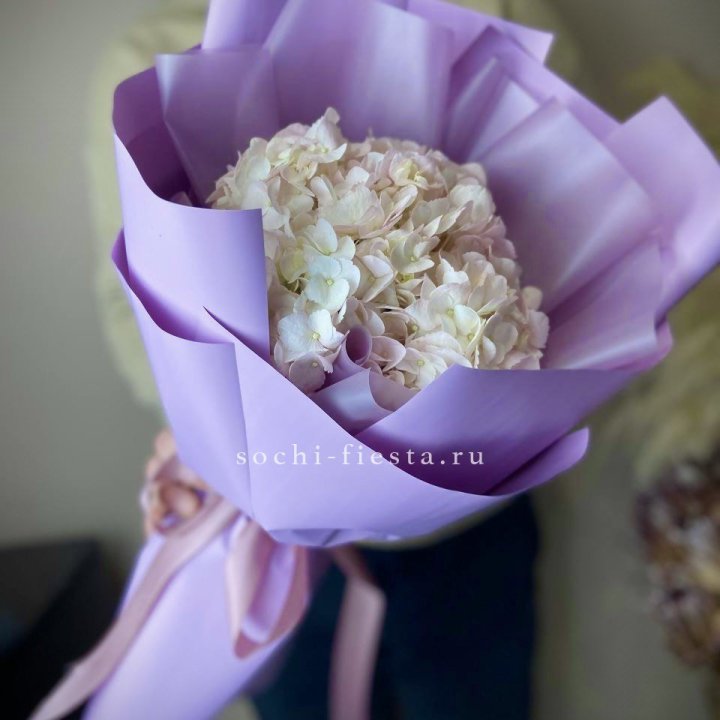 Гортензия розовая в Невинномысске