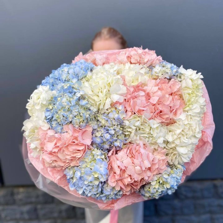 19 гортензий микс в Невинномысске