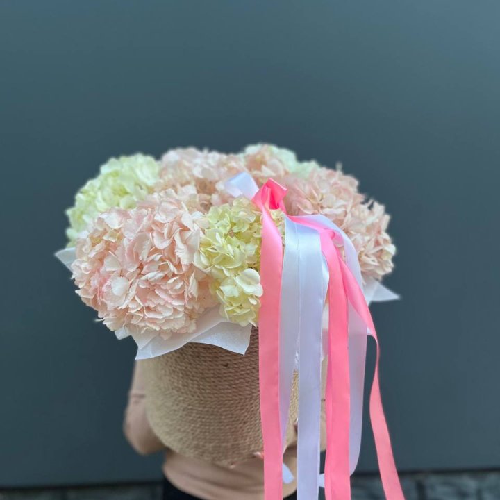 7 гортензий в кашпо в Невинномысске