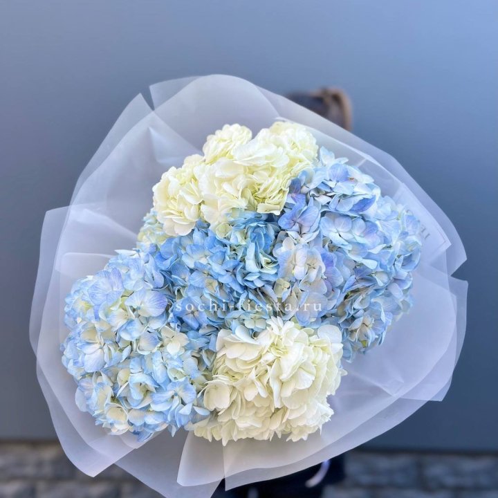 5 бело-голубых гортензий в Невинномысске