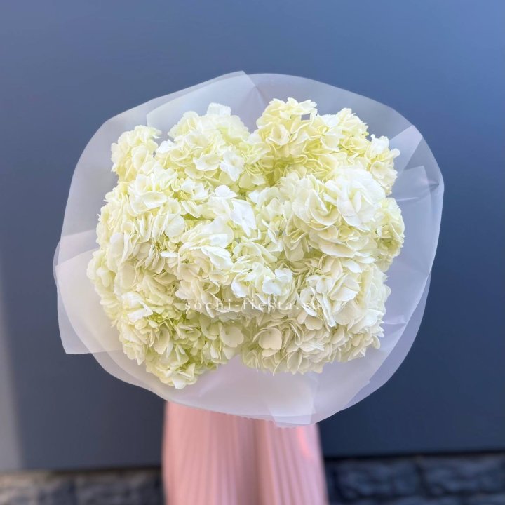 7 белых гортензий в Невинномысске