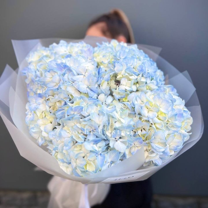 5 голубых гортензий в Невинномысске