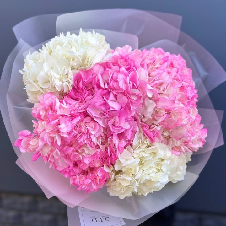 5 бело-розовых гортензий в Невинномысске