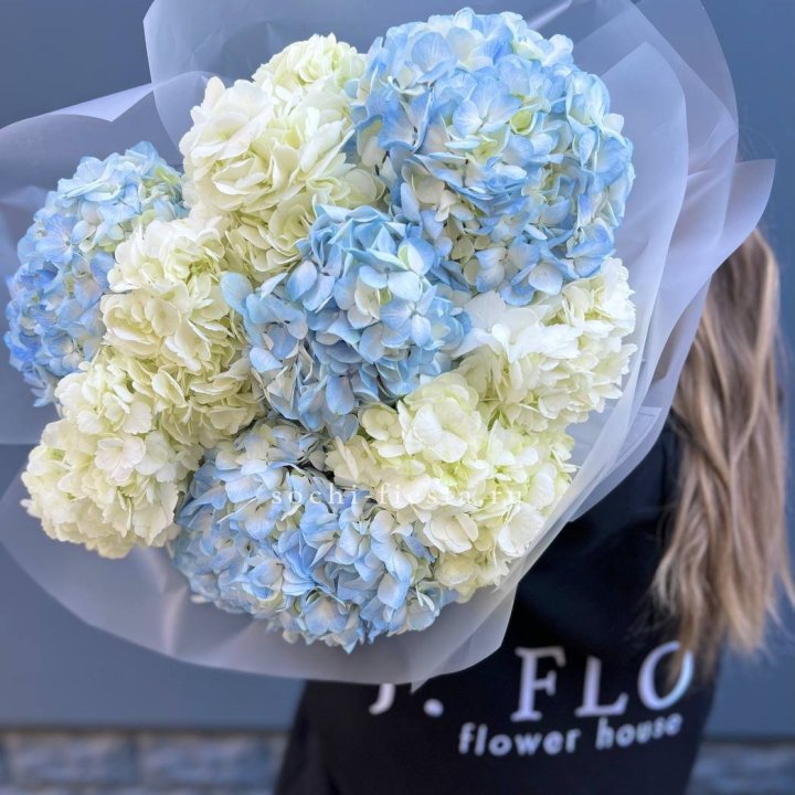 9 бело-голубых гортензий в Невинномысске