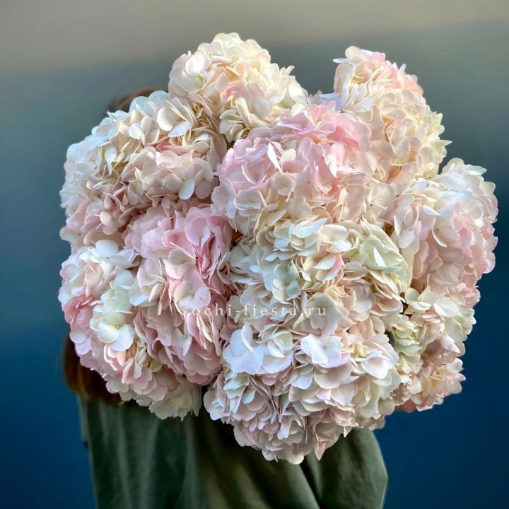 Охапка розовой гортензии в Невинномысске