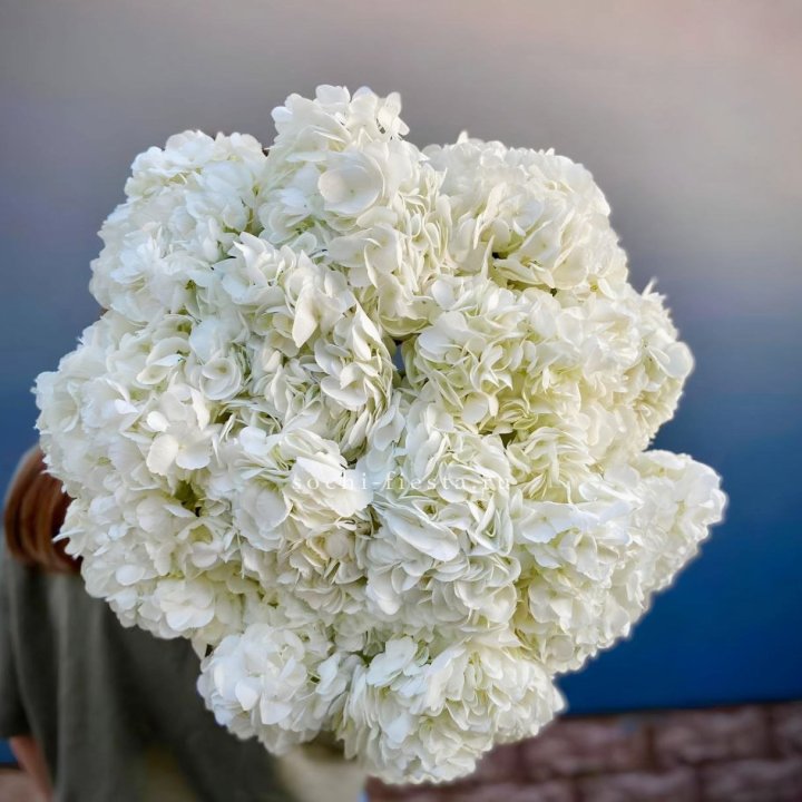 Охапка белой гортензии в Невинномысске