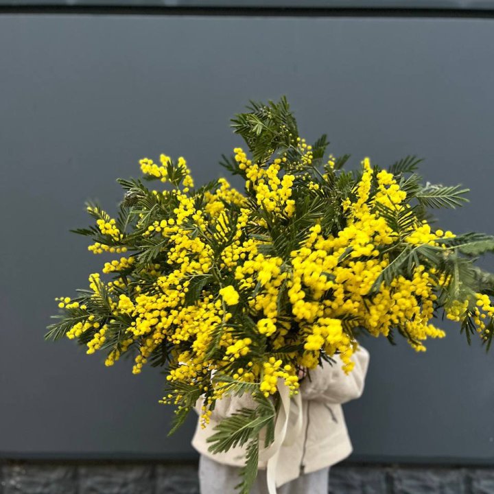 Охопка мимозы в Невинномысске