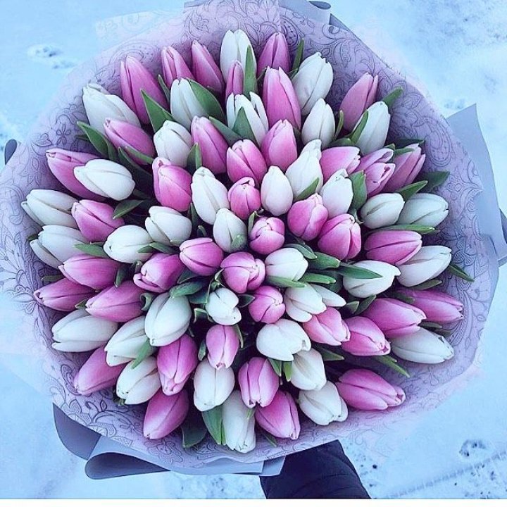 101 тюльпан "Лолипоп" в Невинномысске